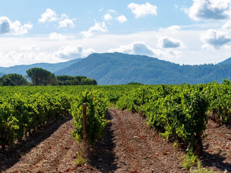 Vins de Bandol : entre tradition et terroir